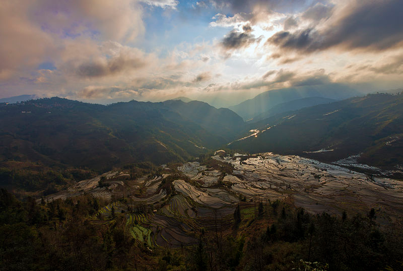 Illustration for article titled This Gorgeous Stained Glass Landscape Is Actually a Rice Field